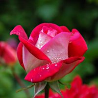 Beautiful Rose Poem