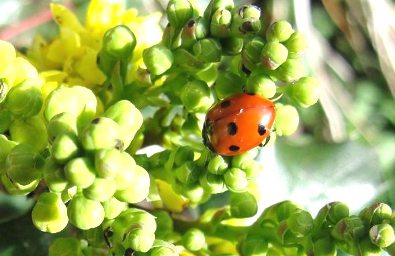 Ladybird Haiku