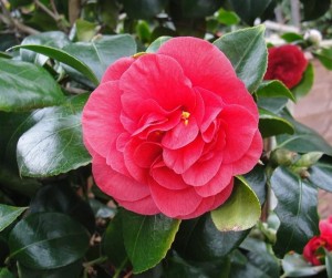 Red Camellias Flower